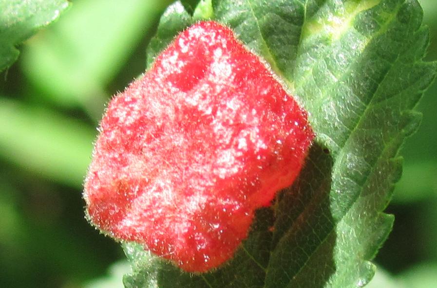 Cos'' sta roba?: Galla